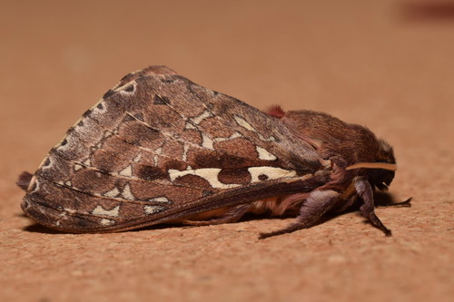 How to identify Wiseana signata (Walker, 1856)