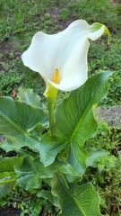 Zantedeschia aethiopica image