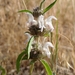 Plains Beebalm - Photo (c) Jonathan Schnurr, all rights reserved, uploaded by Jonathan Schnurr