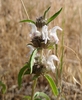 Plains Beebalm - Photo (c) Jonathan Schnurr, all rights reserved, uploaded by Jonathan Schnurr