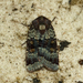 Abagrotis pulchrata - Photo (c) Jeremy Gatten, all rights reserved, uploaded by Jeremy Gatten