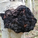 Corky Bark Disease - Photo (c) Jonathan Schnurr, all rights reserved, uploaded by Jonathan Schnurr