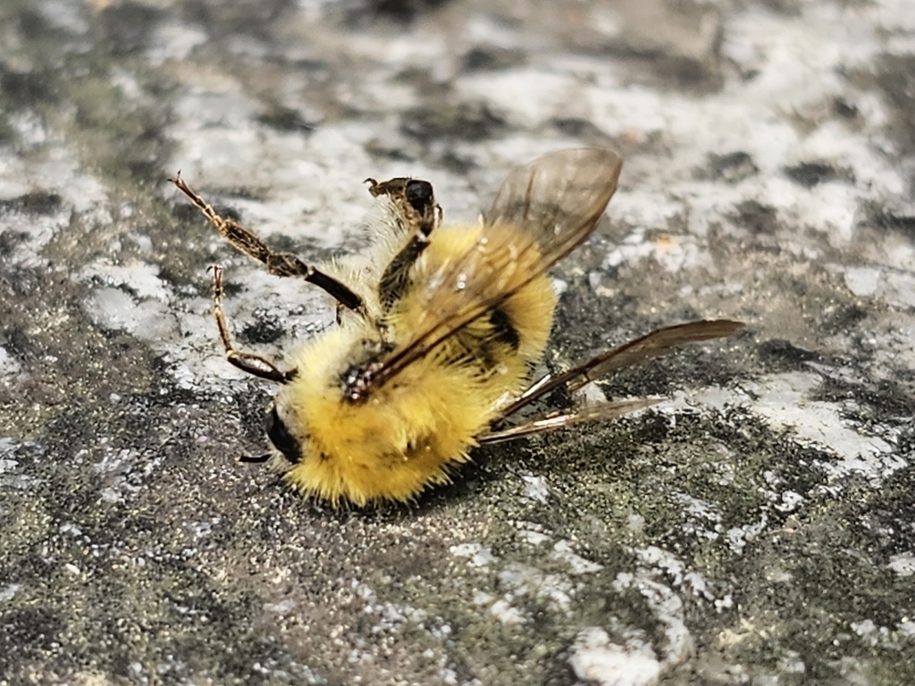 Cousinly Bumble Bee from 대한민국 안양시 만안구 석수동 825번지 지상 1층 안양시 경기도 KR on ...