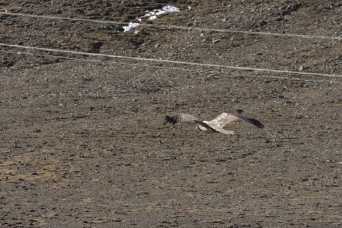 Bearded Vulture