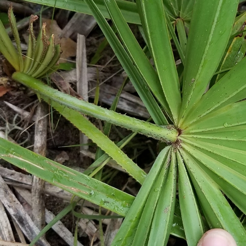 saw palmetto