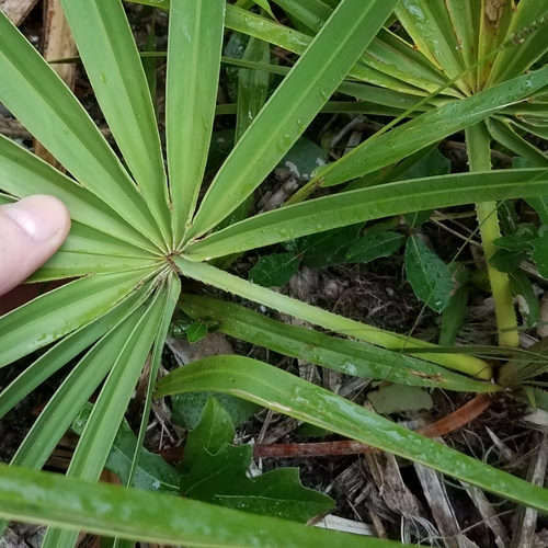 saw palmetto