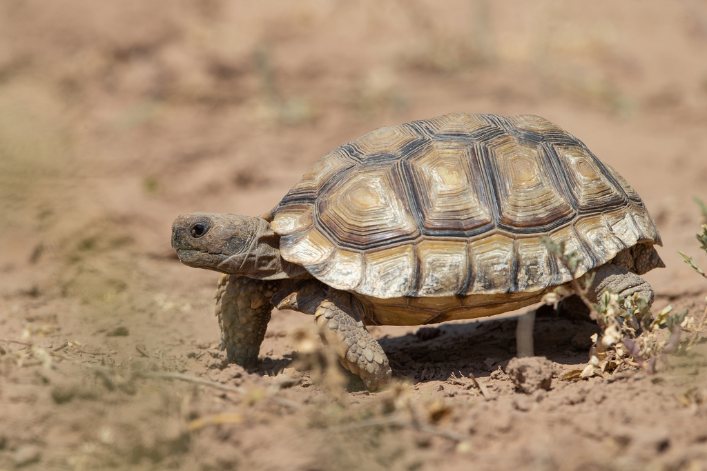 Chaco Tortoise in March 2020 by Jono Dashper · iNaturalist
