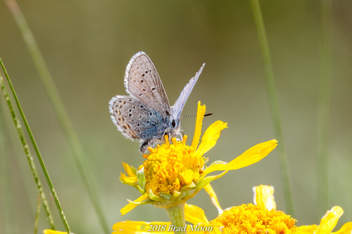 Northern Blue