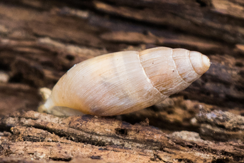 Glossy Wolfsnail