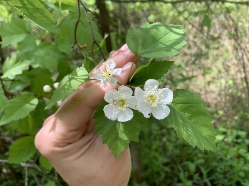 Crataegus cognata