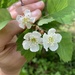 Crataegus cognata - Photo (c) Tristan Knight, all rights reserved, uploaded by Tristan Knight
