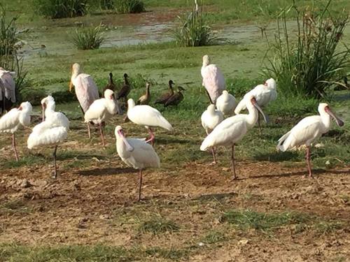African Spoonbill
