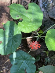 Jatropha podagrica image