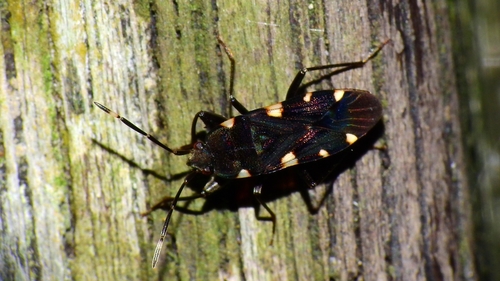 How to identify Potamiaena aurifera Distant, 1910