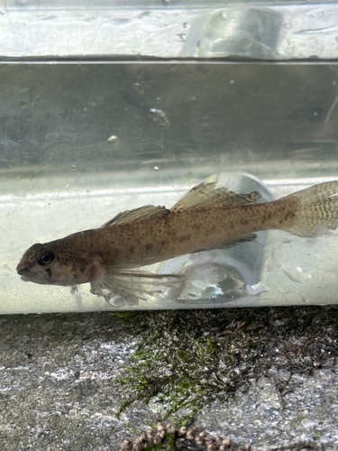 Southern Tessellated Darter