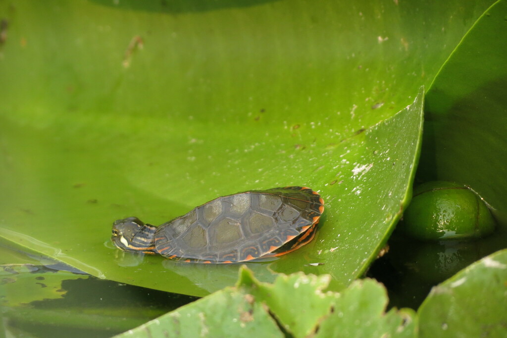 Painted Turtle from Benzie County, MI, USA on July 5, 2015 at 04:49 PM ...