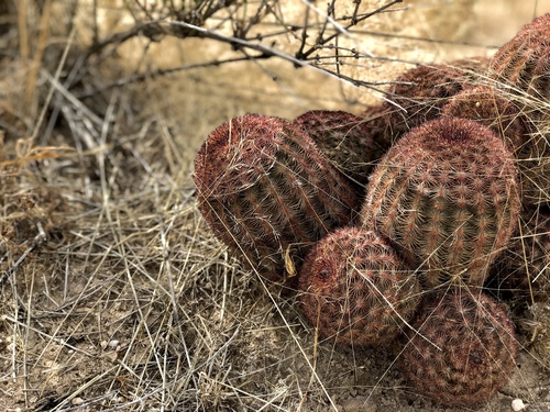 Texas rainbow cactus