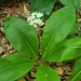 Clintonia umbellulata - Photo (c) Lenore Raffle, כל הזכויות שמורות, הועלה על ידי Lenore Raffle