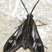 Psilopleura vittata - Photo 由 Alfredo Dorantes Euan 所上傳的 (c) Alfredo Dorantes Euan，保留所有權利