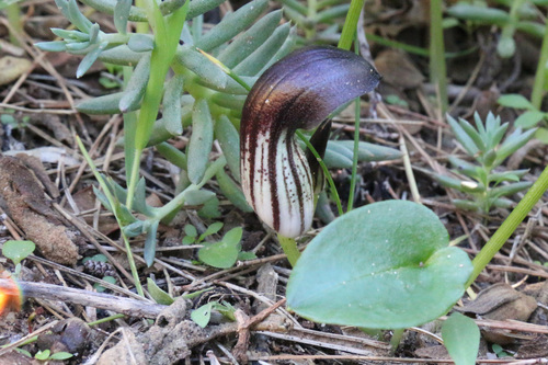 Arisarum simorrhinum