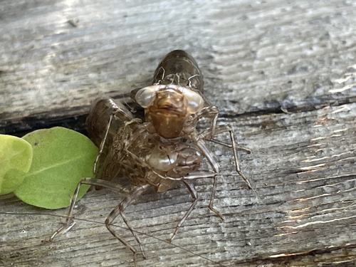 iNaturalist observation photo of Dragonflies