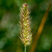 Small Creeping Foxtail - Photo (c) Chris Whitehouse, all rights reserved, uploaded by Chris Whitehouse