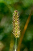 Small Creeping Foxtail - Photo (c) Chris Whitehouse, all rights reserved, uploaded by Chris Whitehouse