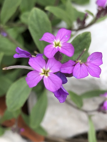 Malcolmia orsiniana