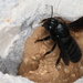 Black Mud Bee - Photo (c) gernotkunz, all rights reserved, uploaded by gernotkunz