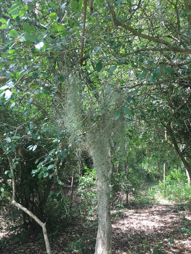 Spanish moss