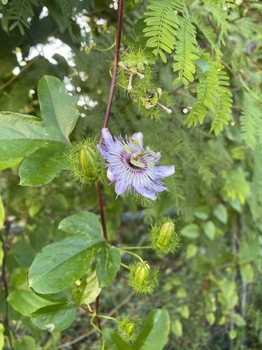 fringed passionflower
