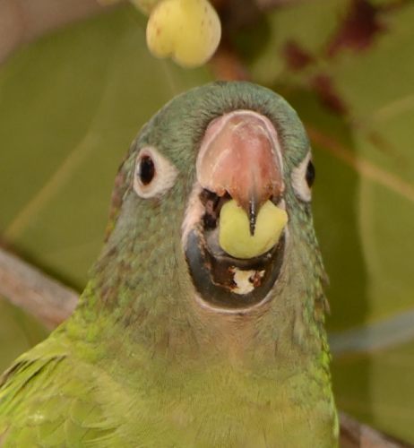 Blue-crowned Parakeet