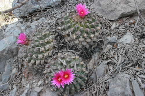 Thelocactus rinconensis ssp. freudenbergeri