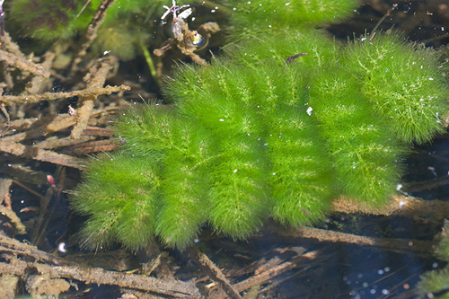 Leafy Bladderwort