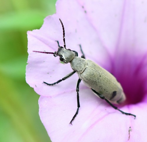 Epicauta bipunctata · iNaturalist