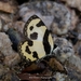 Sulawesi Pierrot - Photo (c) Maf Yunda, all rights reserved, uploaded by Maf Yunda