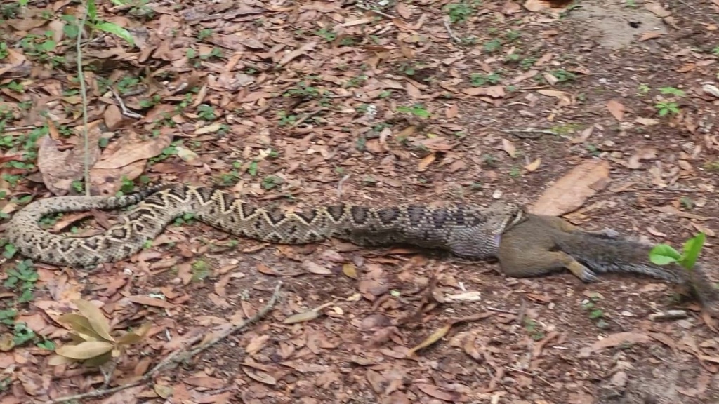 Eastern Diamondback Rattlesnake in June 2023 by Rene Hidalgo · iNaturalist