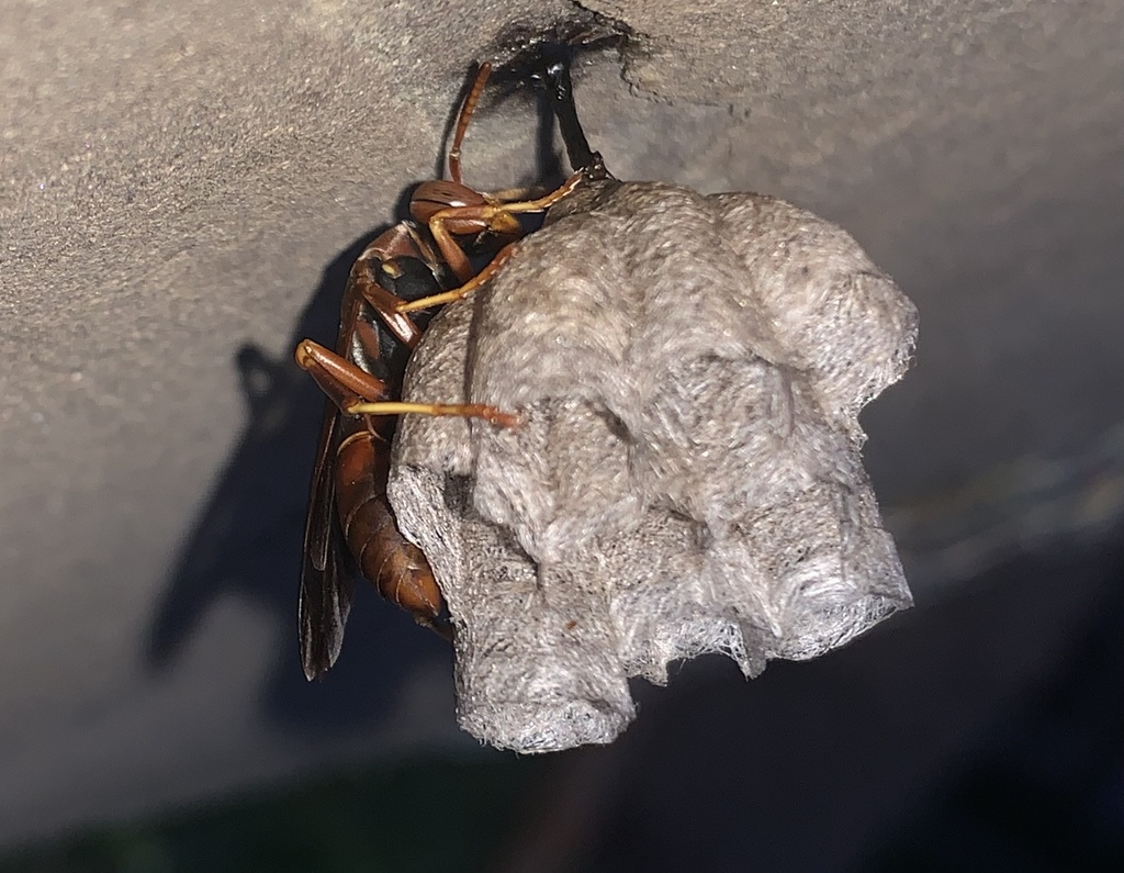 fuscatus-group Paper Wasps in June 2023 by William Phillips · iNaturalist