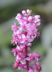 Image of Phytolacca rugosa