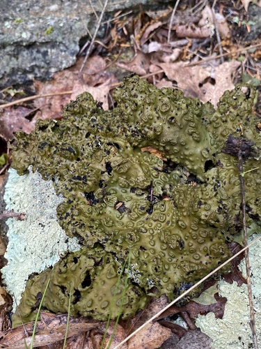 Pennsylvania Toadskin Lichen
