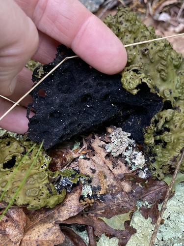 Pennsylvania Toadskin Lichen