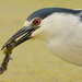 Black-crowned Night Heron - Photo (c) parped, all rights reserved, uploaded by parped