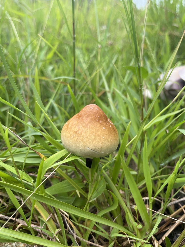 Magic Mushroom from Puerto Rico, Las Piedras, Puerto Rico, US on June 3 ...