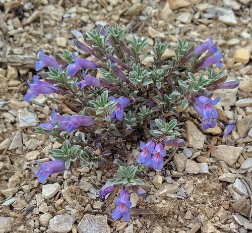 Penstemon caespitosus