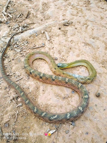Big-eyed Bamboo Snake