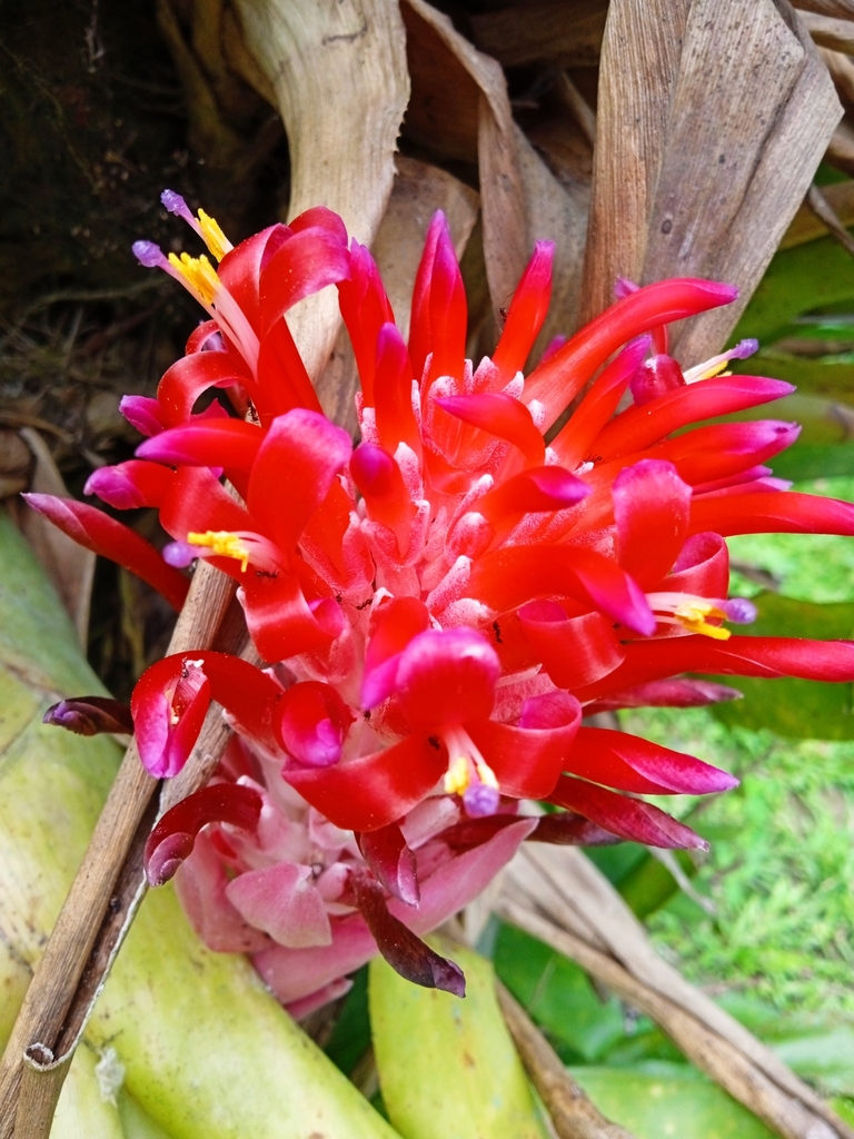 Billbergia 'Incendiary delight' B0188 【公式通販】
