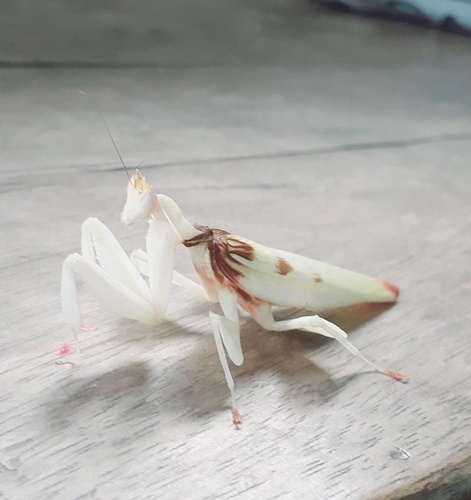 Orchid Mantis