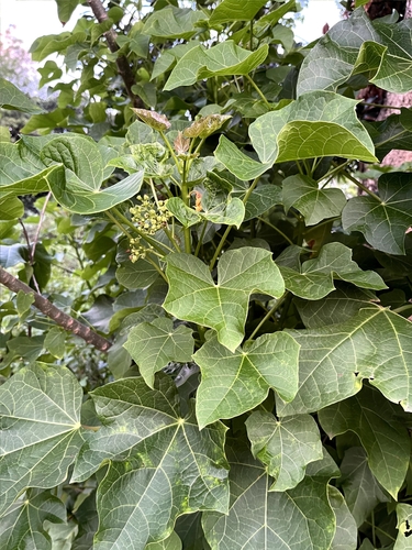 Barbados Nut