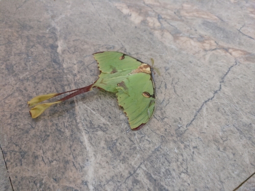 African Moon Moth