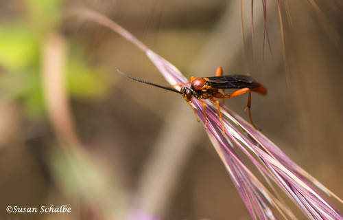 iNaturalist observation photo of Ichneumonini